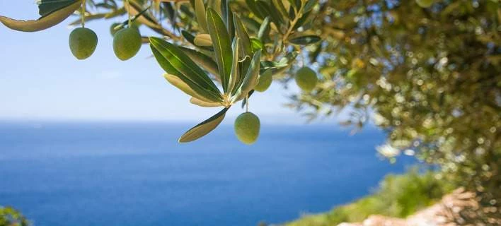 Οι Ρώσοι υμνούν το ελληνικό λάδι – Τι έγραψε το μεγαλύτερο τουριστικό περιοδικό